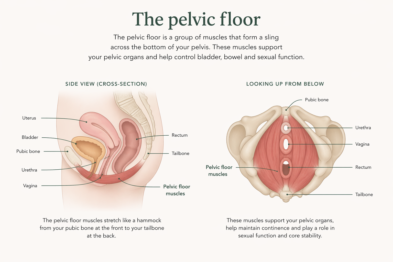 Diagram showing the position of the pelvic floor muscles within the pelvis