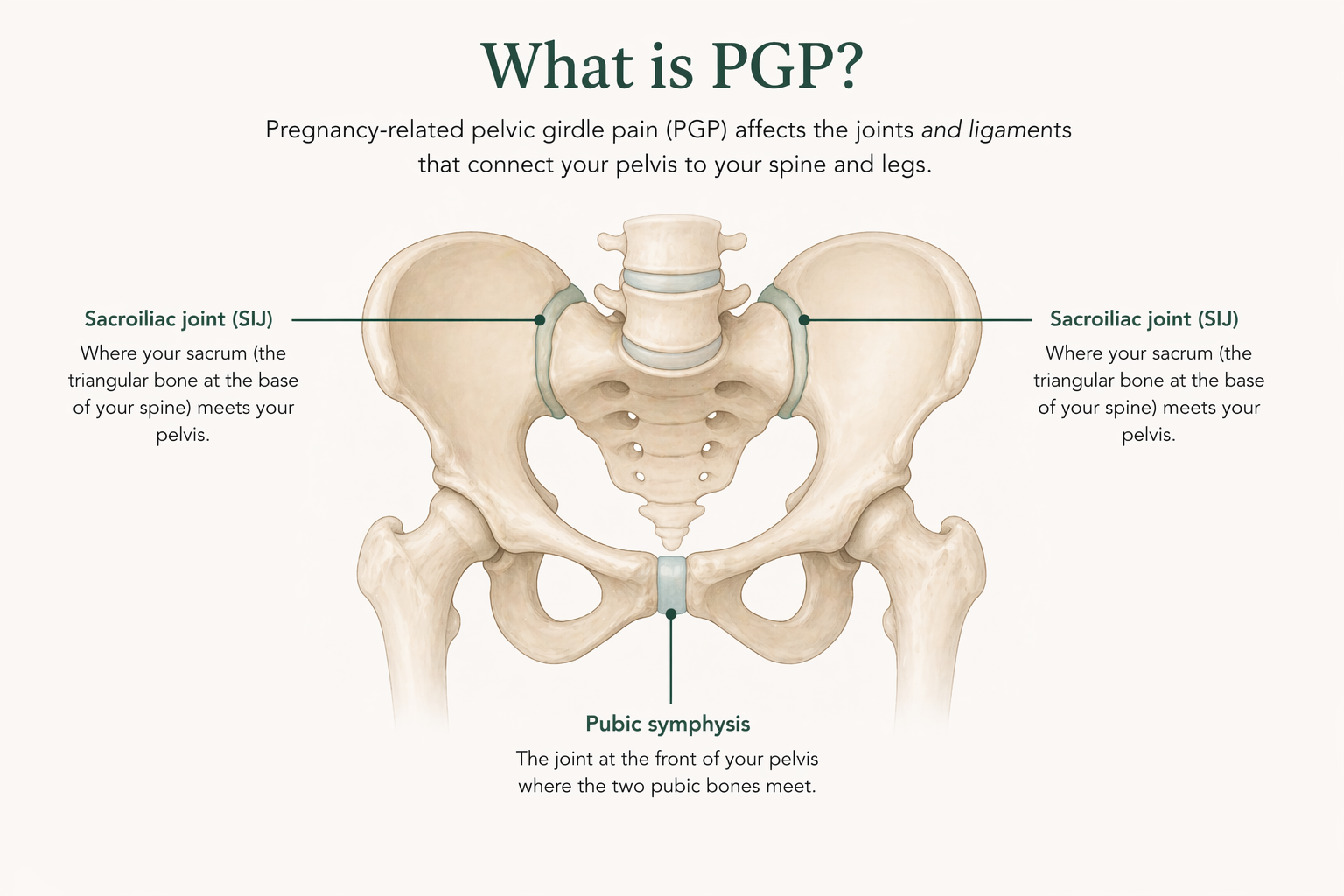 Optional diagram of the pelvis labelling the pubic symphysis and sacroiliac joints to support the “what is PGP” section. If included, make sure labels are readable on mobile.